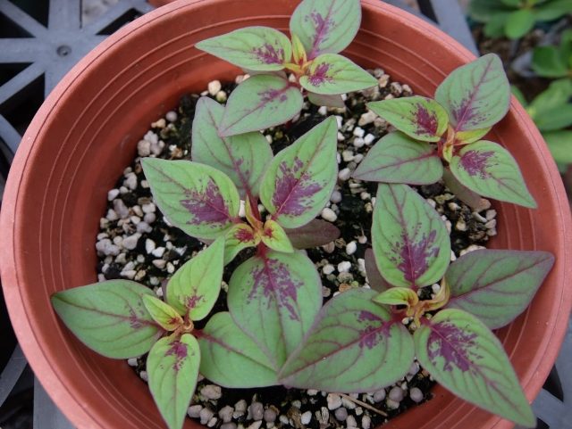 雞冠花種子發芽方法