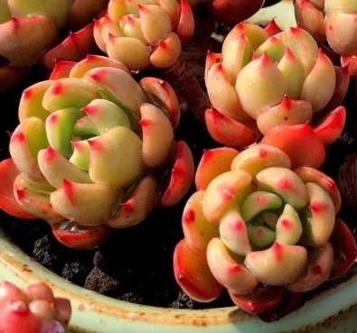 多肉換盆後澆水技巧