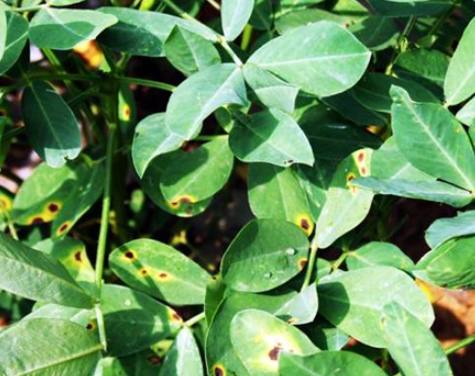 葉斑病症狀治療 葉斑病症狀治療