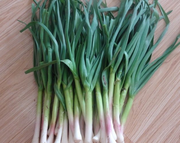 小蒜苗種植 小蒜苗種植