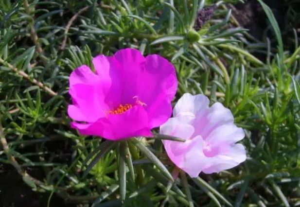 松葉牡丹照顧方法