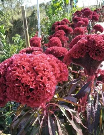 雞冠花種植 雞冠花種植