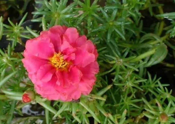 松葉牡丹照顧方法