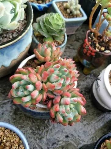 多肉植物照顧技巧