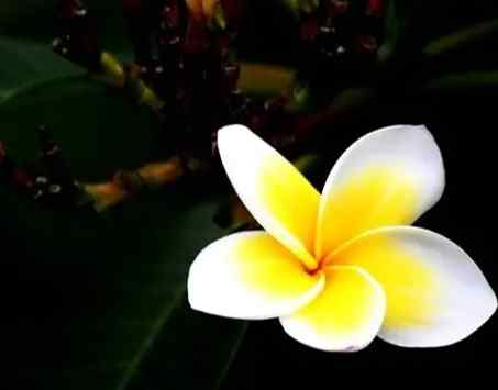 雞蛋花照顧 雞蛋花照顧