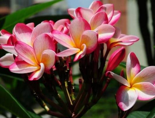 雞蛋花養護方法 雞蛋花養護方法