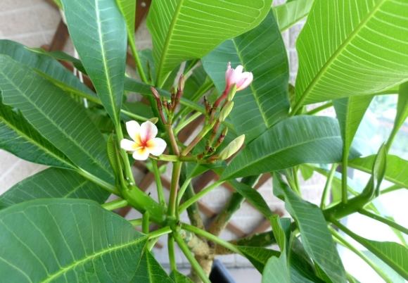 雞蛋花養護方法 雞蛋花養護方法