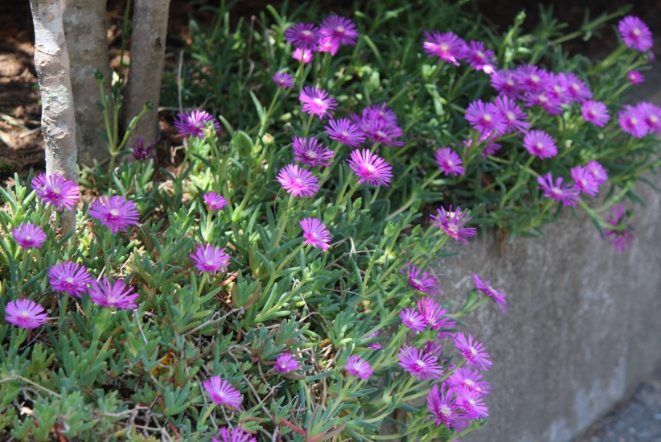 松葉花品种介绍
