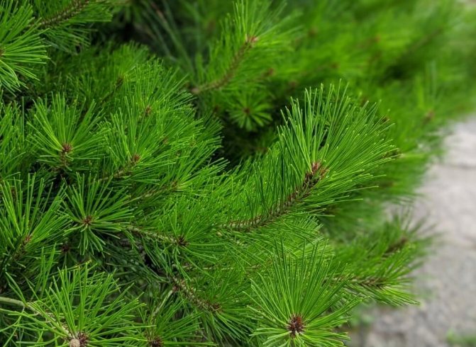 松葉花品种介绍