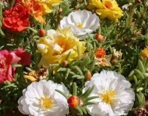 松葉牡丹種子發芽