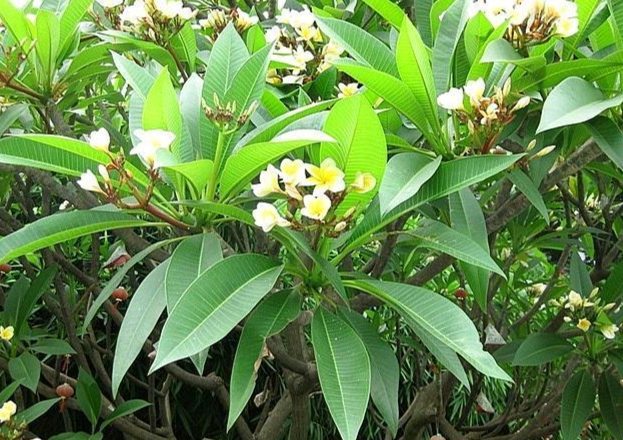 雞蛋花養護 雞蛋花養護