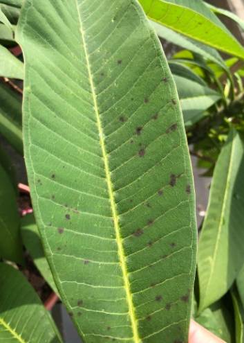 雞蛋花種植問題