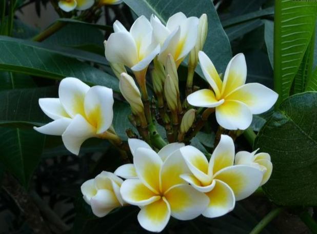 雞蛋花喬木種植