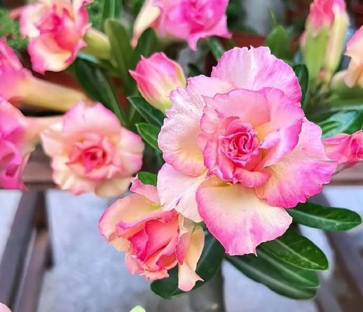 沙漠玫瑰過冬照顧