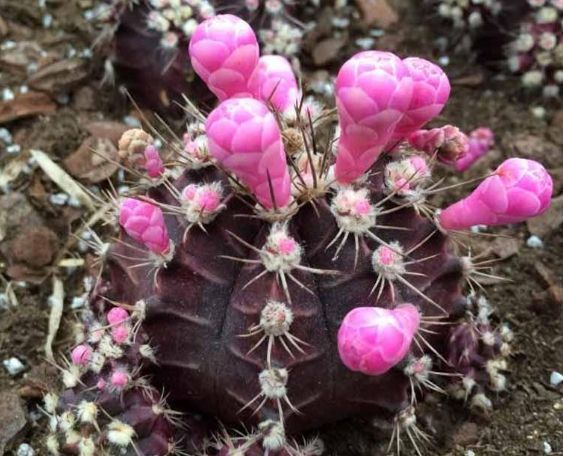 仙人掌根部腐爛 仙人掌根部腐爛