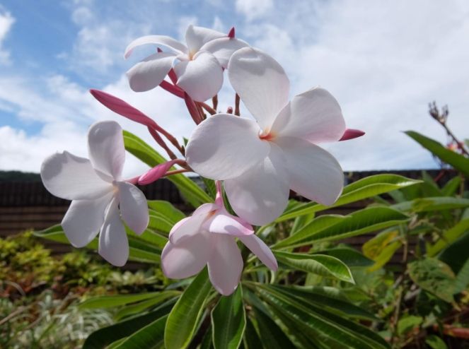 雞蛋花梔子花比較