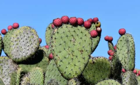 仙人掌果實食用