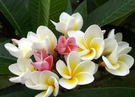 室內植物雞蛋花 室內植物雞蛋花