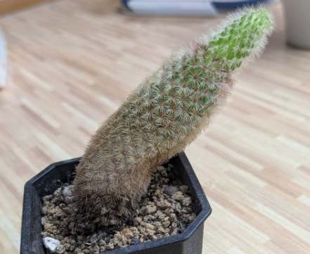 仙人掌變軟原因