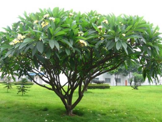 雞蛋花種植結果