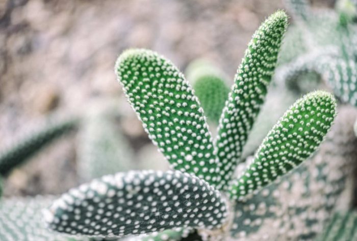 仙人掌爛莖原因