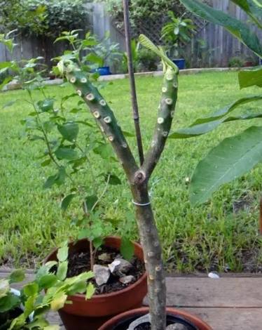 雞蛋花養護方法 雞蛋花養護方法