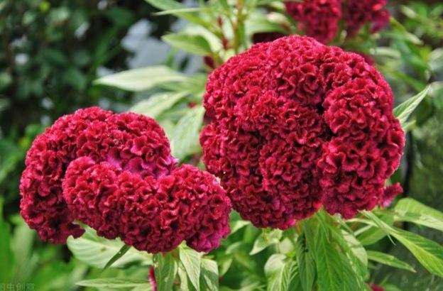 雞冠花發芽條件