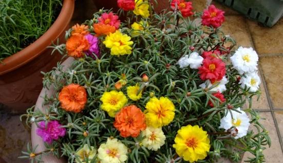 松葉牡丹防寒方法