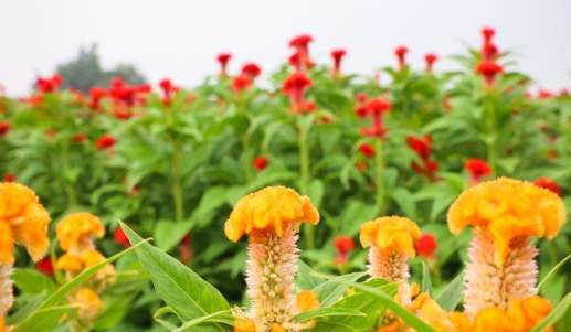 雞冠花養護技巧