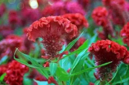 雞冠花種子發芽方法