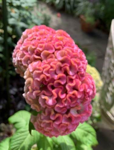 雞冠花播種技巧