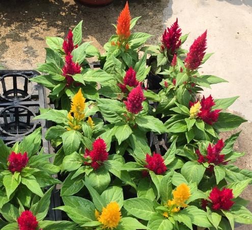 雞冠花栽培 雞冠花栽培