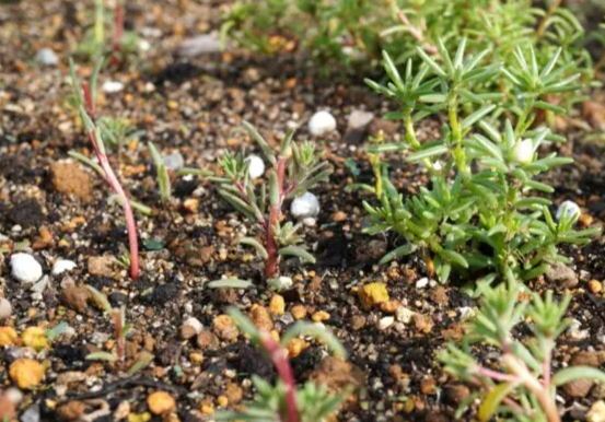 水耕松葉牡丹技巧