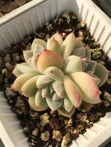 多肉植物換盆後照顧