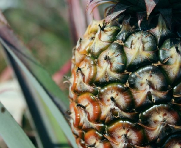 醃肉變酸補救 醃肉變酸補救