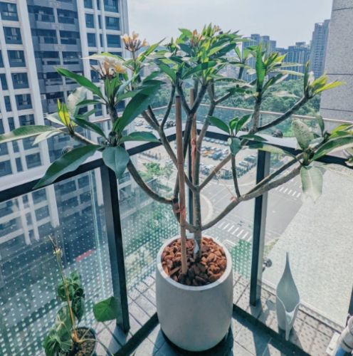 盆栽雞蛋花技巧 盆栽雞蛋花技巧