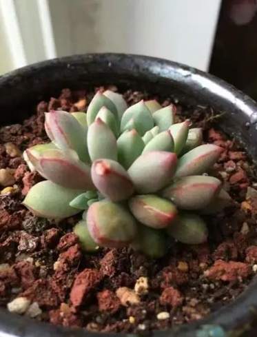 多肉換盆後澆水技巧