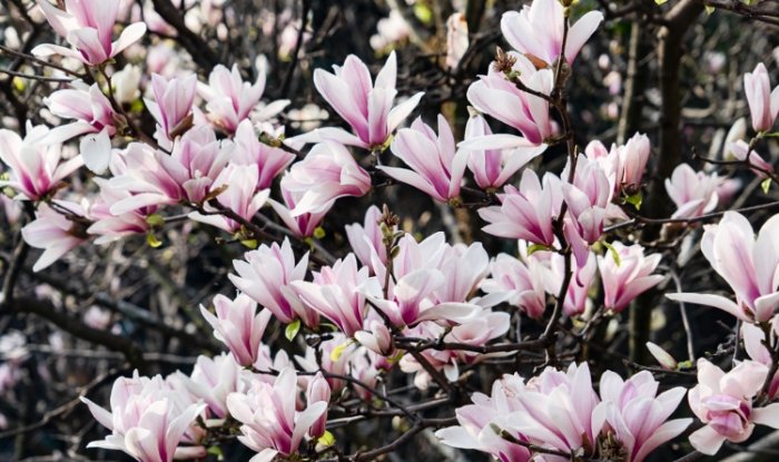 雞蛋花盆栽選擇