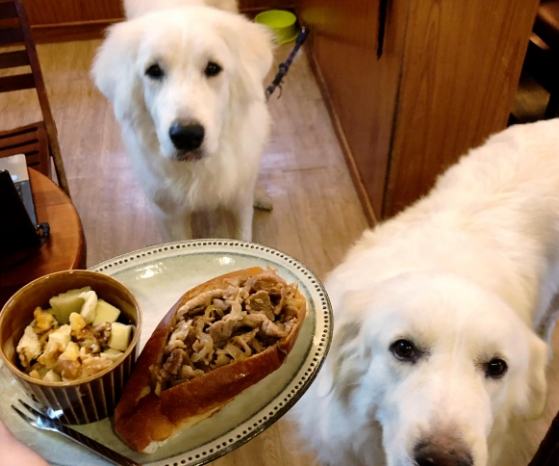 帶狗咖啡廳台南