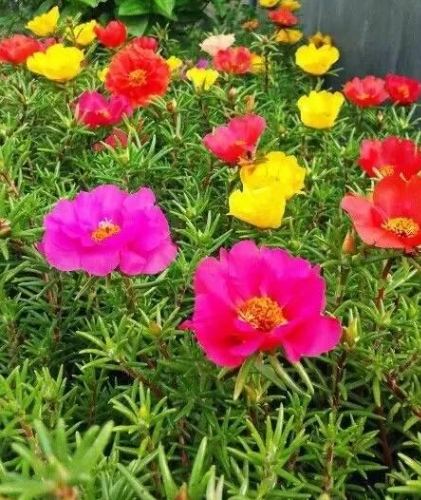 多肉植物繁殖方法