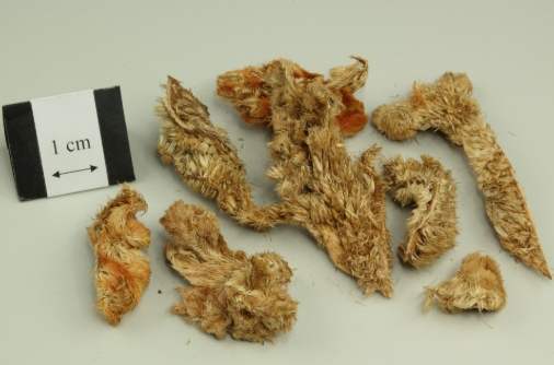 雞冠花養護技巧