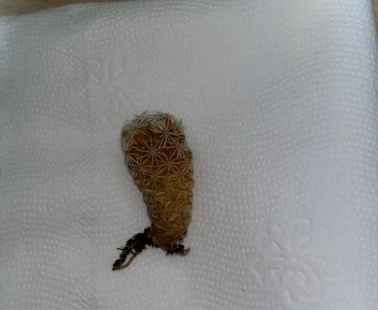 仙人掌養護技巧