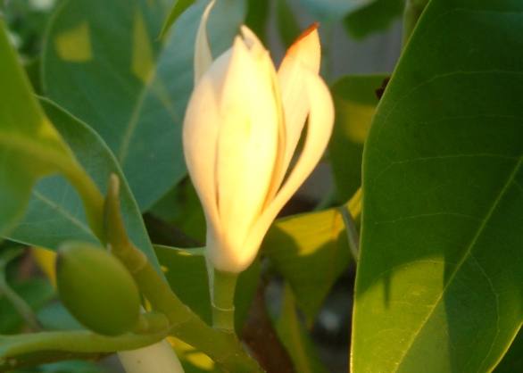 玉蘭花移植時機