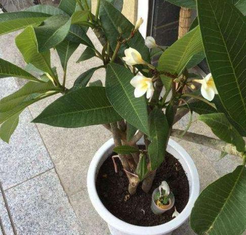 雞蛋花室內種植 雞蛋花室內種植