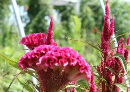 雞冠花栽培時間