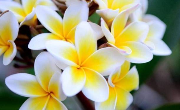 雞蛋花室內種植 雞蛋花室內種植