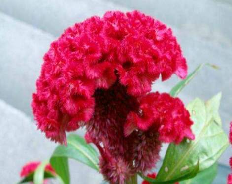 雞冠花養護技巧