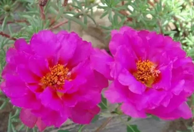 松葉牡丹開花時間