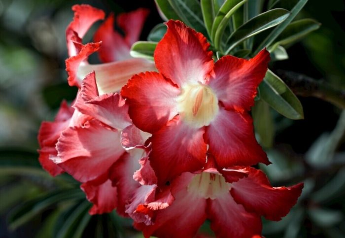 沙漠玫瑰病害防治 沙漠玫瑰病害防治