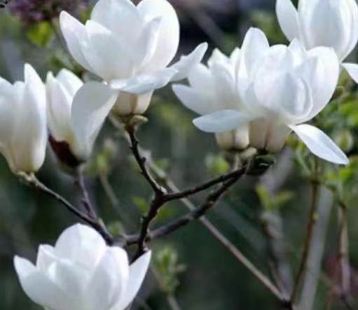 玉蘭花種子發芽